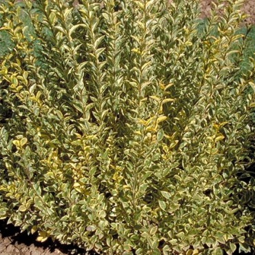 LIGUSTRUM ovalifolium AUREUM (Troène de Californie...