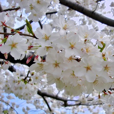 PRUNUS yedoensis (Cerisier à fleurs Yoshino)