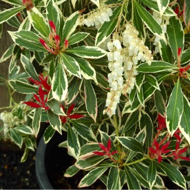 PIERIS japonica Flaming silver (Andromède Flaming Silver)