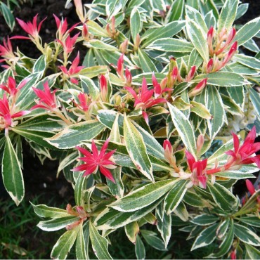 PIERIS japonica Flaming silver (Andromède Flaming Silver)