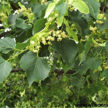 TILIA cordata Greenspire (Tilleul des bois, Tilleul à petites feuilles)