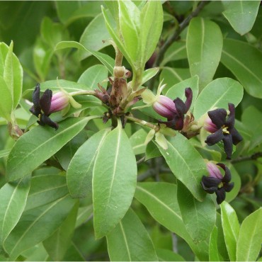 PITTOSPORUM Tenuifolium (Pittospore à petites feuilles)