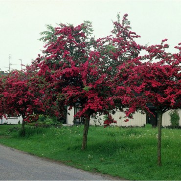 CRATAEGUS laevigata PAUL'S SCARLET (Aubépine à fleurs rouges PAUL'S SCARLET)