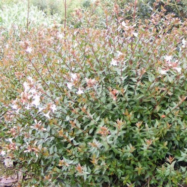 ABELIA grandiflora PROSTRATA (Abélia à grandes fleurs prostré)