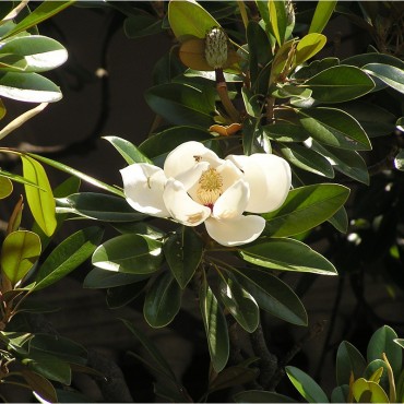 MAGNOLIA grandiflora GALISSONIENSIS (Magnolia à grandes fleurs de la Galissoniere)