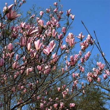 MAGNOLIA HEAVEN SCENT (Magnolia Heaven Scent, Magnolier)