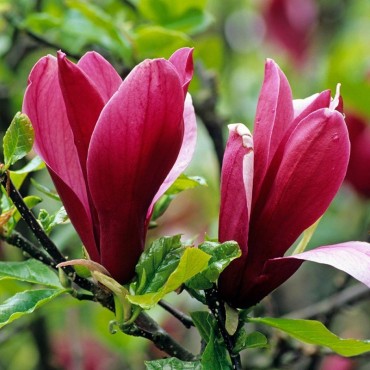 MAGNOLIA liliiflora NIGRA (Magnolia pourpre Nigra, Magnolier)