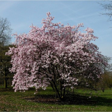 MAGNOLIA x loebneri LEONARD MESSEL (Magnolia de Loebner Leonard Messel, Magnolier)