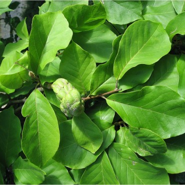 MAGNOLIA x soulangeana (Magnolia de Soulange, Magnolier)