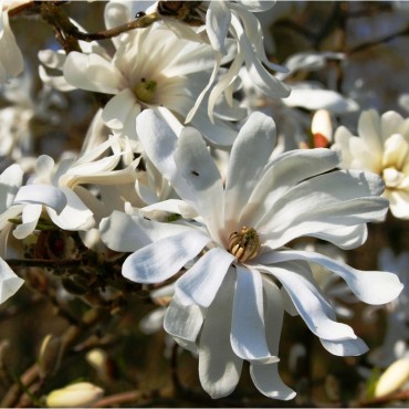 MAGNOLIA stellata (Magnolia étoilé, Magnolier)