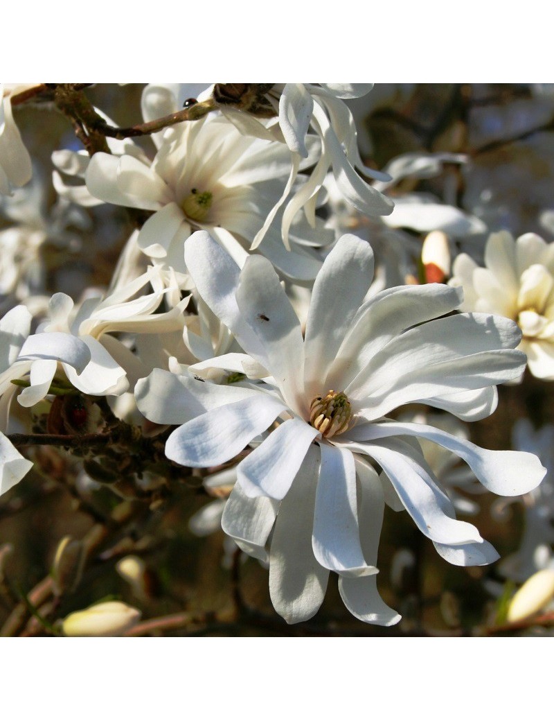 MAGNOLIA stellata (Magnolia étoilé, Magnolier)