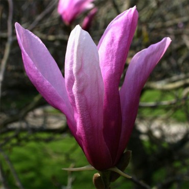 MAGNOLIA SUSAN (Magnolia Susan, Magnolier)