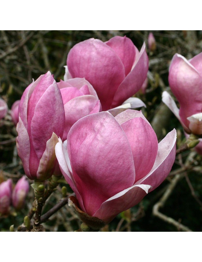 MAGNOLIA x soulangeana RUSTICA RUBRA (Magnolia de Soulange Rustica Rubra, Magnolier)