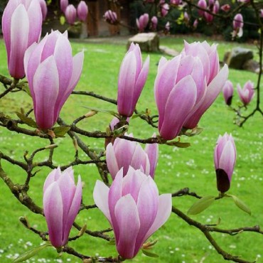 MAGNOLIA x soulangeana ANDRE LEROY (Magnolia de Soulange André Leroy, Magnolier)