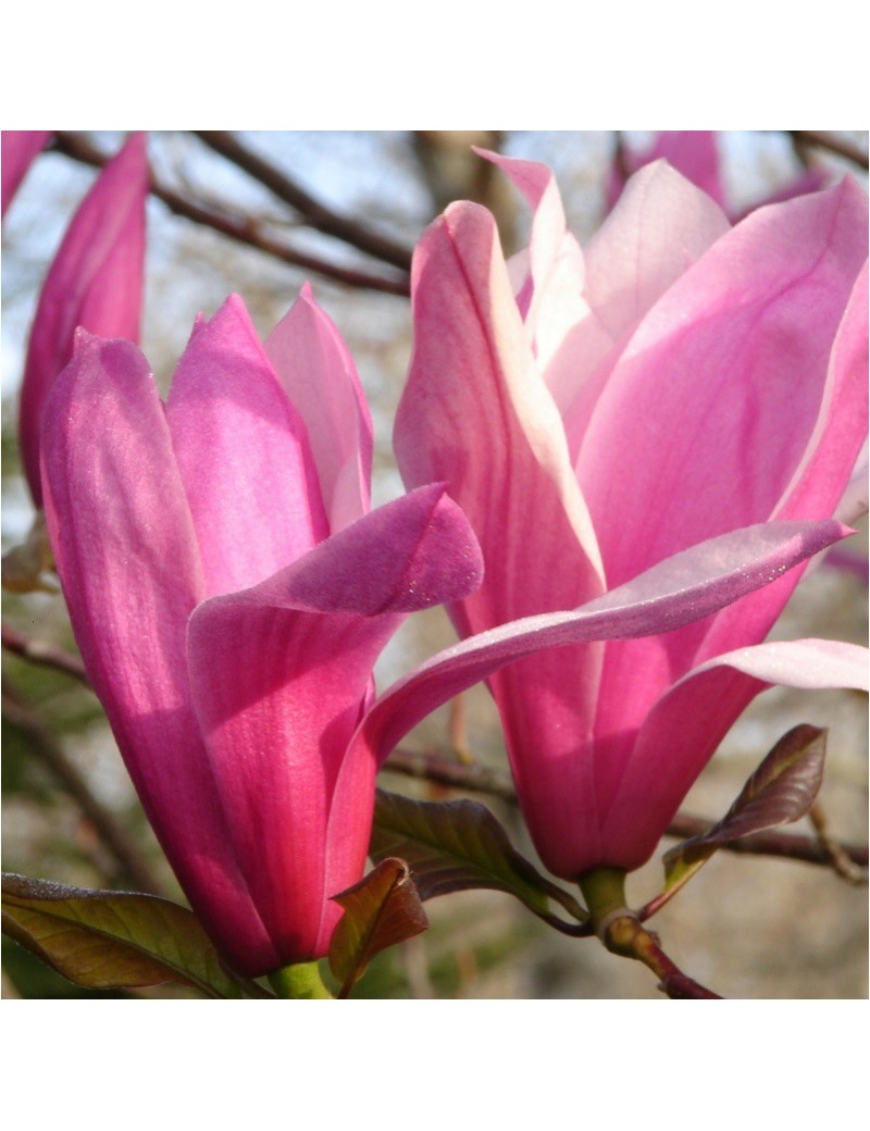 MAGNOLIA SPECTRUM (Magnolia Spectrum, Magnolier)