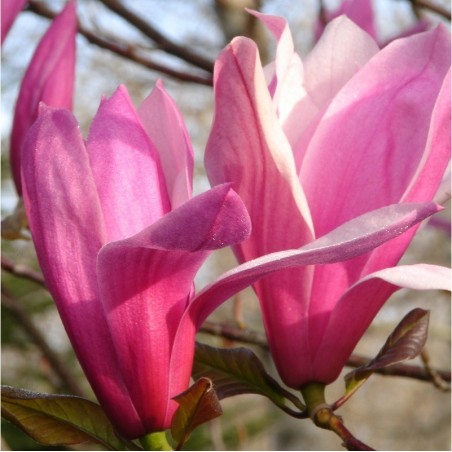 MAGNOLIA SPECTRUM (Magnolia Spectrum, Magnolier)
