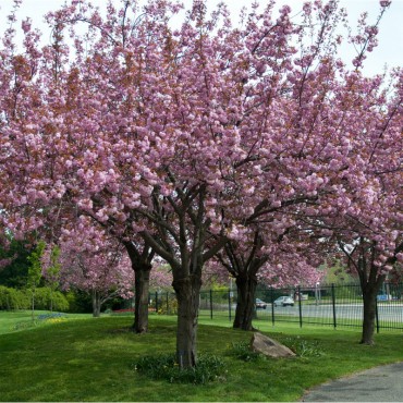 PRUNUS serrulata Kanzan (Cerisier à fleurs Kanzan)