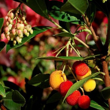 ARBUTUS unedo ROSELILY (R) Minlily cov (Arbousier, arbre aux fraises Roselily ®)