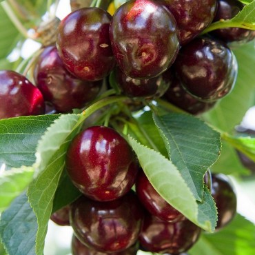 CERISIER Bigarreau Reverchon (Prunus avium)