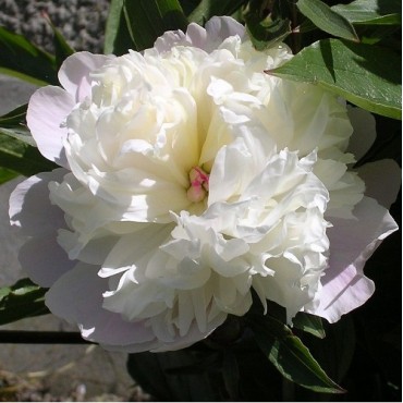 PAEONIA suffruticosa Blanche à fleurs doubles (Pivoine...