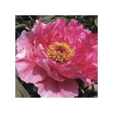 PAEONIA suffruticosa Rose à fleurs simples (Pivoine...