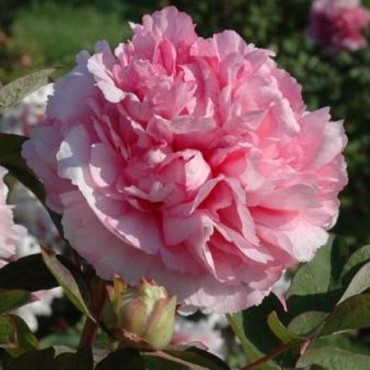 PAEONIA suffruticosa Rose à fleurs doubles (Pivoine...
