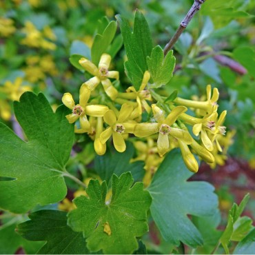 RIBES odoratum (Groseillier à fleurs doré) - Mon jardin éclatant de couleurs