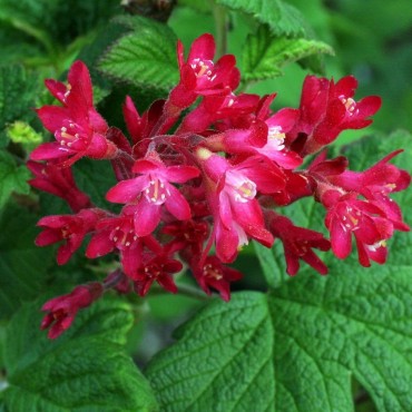RIBES sanguineum PULBOROUGH SELECT (Groseillier à fleurs Pulborough Scarlet Sélection) - Mon jardin éclatant de couleurs