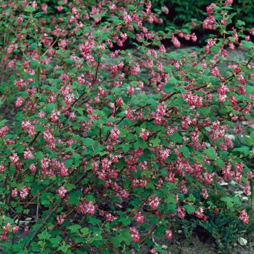RIBES sanguineum PULBOROUGH SELECT (Groseillier à fleurs Pulborough Scarlet Sélection) - Mon jardin éclatant de couleurs