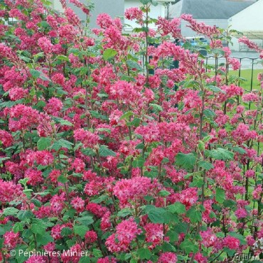 RIBES sanguineum RED BROSS ® (Groseillier à fleurs Red Bross ®) - Mon jardin éclatant de couleurs