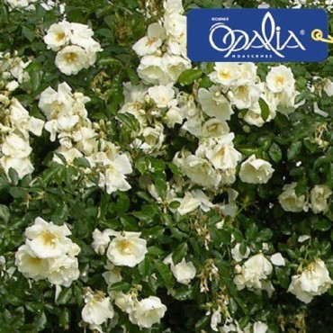 ROSIER OPALIA ® Noaschnee (Rosiers couvre-sol)