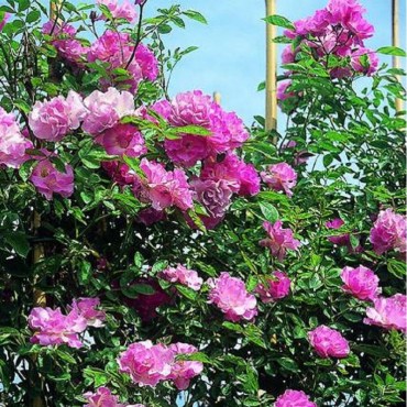 ROSA banksiae ROSEA (Rosier liane sans épines rose)