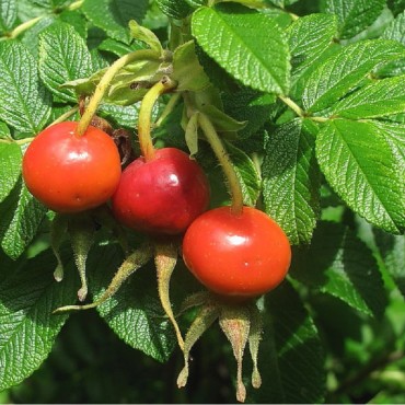 ROSA rugosa (Rosier arbustif, Rosier rugueux, Rosier du Japon)