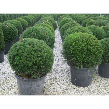 TAXUS baccata FORME BOULE (If commun)