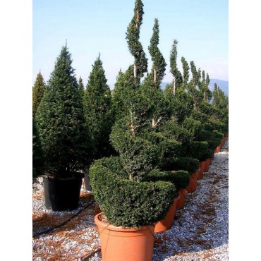 TAXUS baccata FORME SPIRALE (If commun)