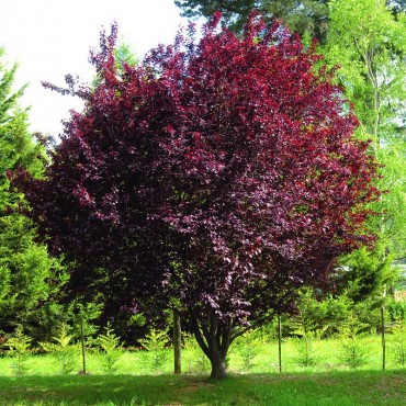 Prunus cerasifera ATROPURPUREA (Prunier myrobolan Nigra)