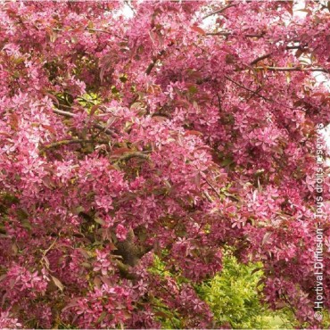 MALUS DIABLE ROUGE  (Pommier d'ornement Diable Rouge) - Le printemps au Japon