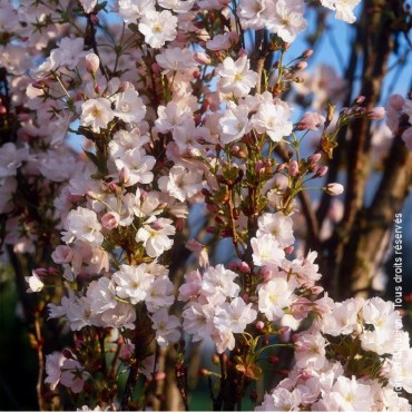 PRUNUS AMANOGAWA (Cerisier des collines du Japon Amanogawa)