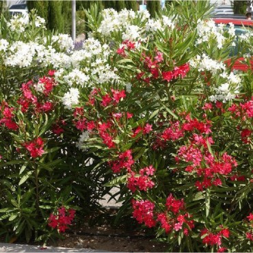 NERIUM oleander ROUGE (Laurier rose à fleurs simples rouges)