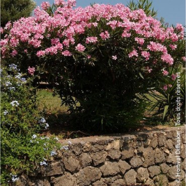 NERIUM oleander ROSE (Laurier rose à fleurs simples roses)
