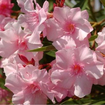 NERIUM oleander ROSE (Laurier rose à fleurs simples roses)
