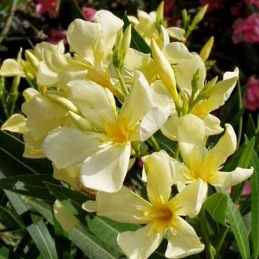 NERIUM oleander JAUNE (Laurier rose à fleurs simples jaunes)