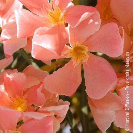 NERIUM oleander SAUMON (Laurier rose à fleurs simples saumons)