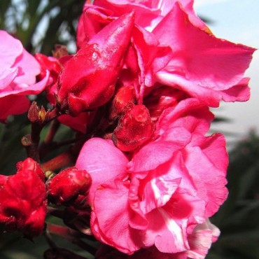 NERIUM oleander ROUGE DOUBLE  (Laurier rose à fleurs doubles rouges)
