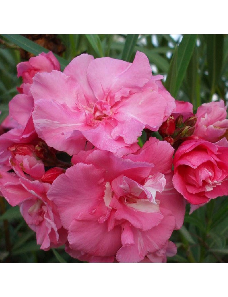 NERIUM oleander ROSE DOUBLE (Laurier rose à fleurs doubles roses)