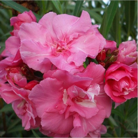 NERIUM oleander ROSE DOUBLE (Laurier rose à fleurs doubles roses)