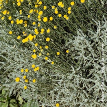 SANTOLINA chamaecyparissus (Santoline petit cyprès)