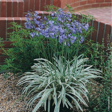 AGAPANTHUS SILVER MOON ® Notfred cov (Agapanthe caduque Silver Moon)