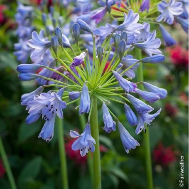 AGAPANTHUS SOUTHERN CROSS (Agapanthe caduque Southern Cross)