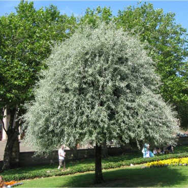 PYRUS salicifolia PENDULA (Poirier pleureur à feuilles de saule)